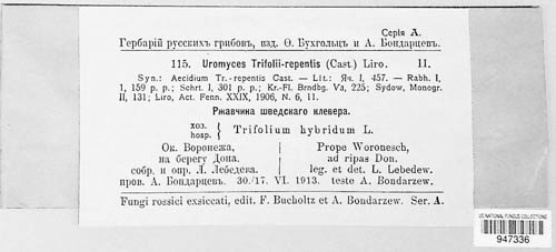 Uromyces trifolii-repentis image